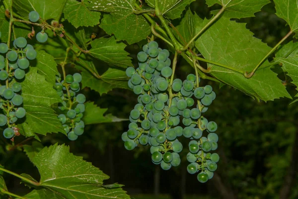 Gröna Klasar Och Bär Druvor Och Blad Trädgården — Stockfoto