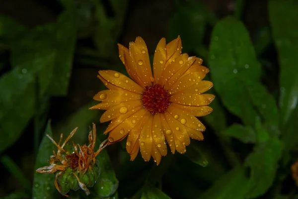 Uma Pequena Flor Amarela Com Gotas Água Após Chuva — Fotografia de Stock