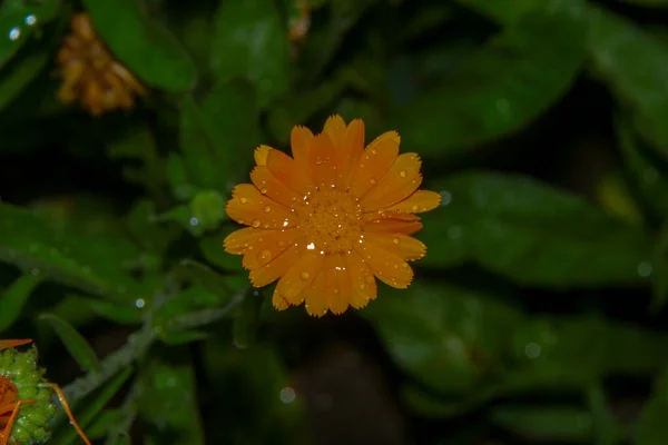 Eine Kleine Gelbe Blume Mit Wassertropfen Nach Dem Regen — Stockfoto