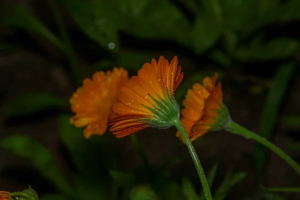 Small Yellow Flower Drops Water Rain — Stock Photo, Image