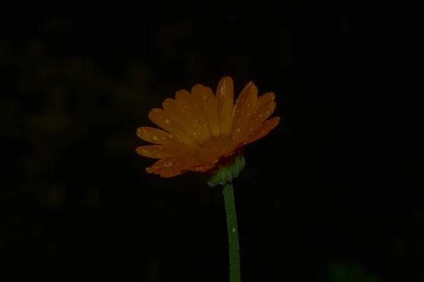 Uma Pequena Flor Amarela Com Gotas Água Após Chuva — Fotografia de Stock