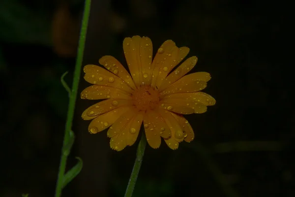 雨の後に水の滴と小さな黄色の花 — ストック写真