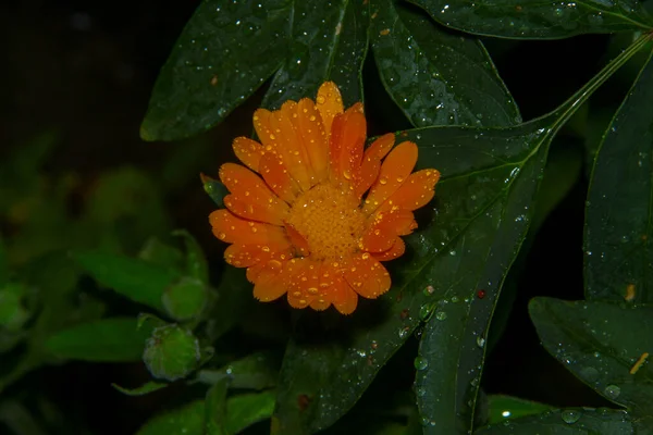 Uma Pequena Flor Amarela Com Gotas Água Após Chuva — Fotografia de Stock