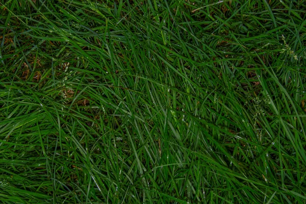 Texture Herbe Verte Dans Jardin Après Pluie — Photo