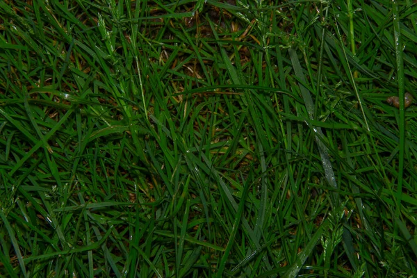 Yağmurdan Sonra Bahçede Yeşil Çimen Dokusu — Stok fotoğraf