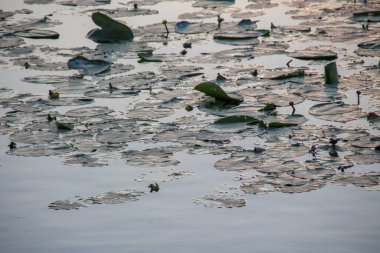Günbatımında zambaklarla gölde su