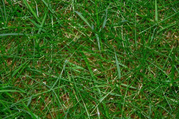 Texture Green Grass Garden Rain — Stock Photo, Image