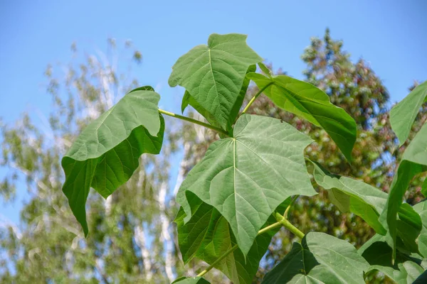 Grandes Folhas Verdes Uma Árvore Catalpa Parque — Fotografia de Stock