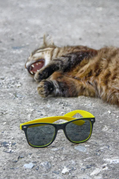 Czarne Damskie Okulary Przeciwsłoneczne Żółtą Ramą Śpiącym Kotem — Zdjęcie stockowe