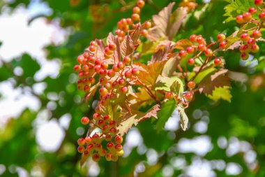 Bahçedeki viburum çalılarının kırmızı çiçek püskülleri