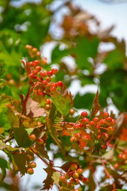 Bahçedeki viburum çalılarının kırmızı çiçek püskülleri