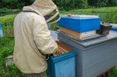 Bir arı yetiştiricisi arıdaki arı kovanlarını ve arıları kontrol eder.