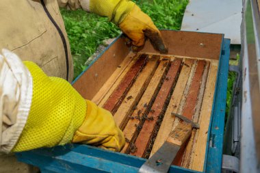 Bir arı yetiştiricisi arıdaki arı kovanlarını ve arıları kontrol eder.