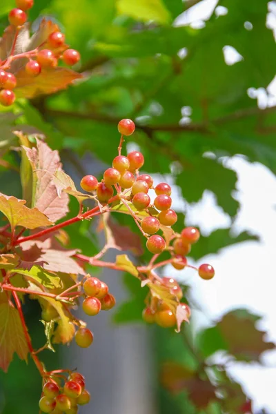 Vörös Virág Bojtok Viburnum Bokor Kertben — Stock Fotó