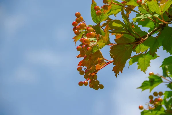 Fiore Rosso Nappe Viburno Cespuglio Giardino — Foto Stock