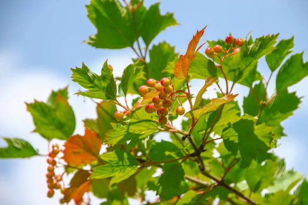 Fleur Rouge Glands Viorne Buisson Dans Jardin — Photo