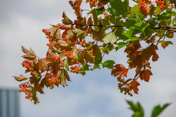 Czerwony Kwiat Frędzle Krzewu Viburnum Ogrodzie — Zdjęcie stockowe