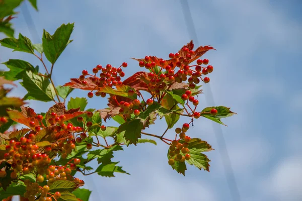 Röd Blomma Tofsar Viburnum Buske Trädgården — Stockfoto