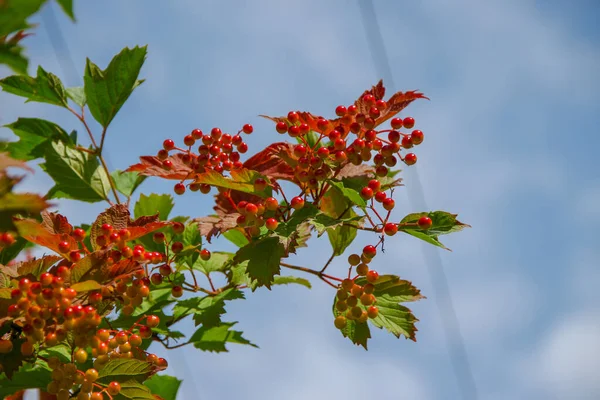 Fiore Rosso Nappe Viburno Cespuglio Giardino — Foto Stock