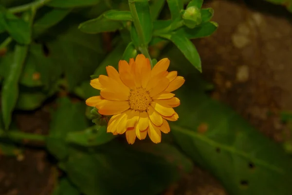 Hermosa Flor Amarilla Jardín —  Fotos de Stock