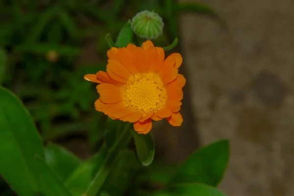 Bellissimo Fiore Giallo Giardino — Foto Stock