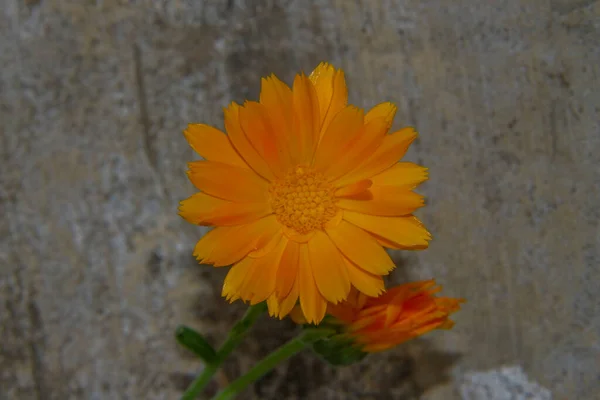 Bellissimo Fiore Giallo Giardino — Foto Stock