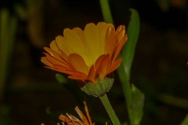 庭の美しい黄色の花 — ストック写真