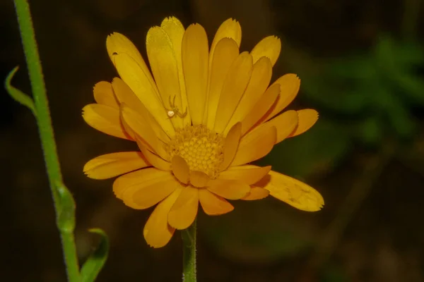 Hermosa Flor Amarilla Jardín — Foto de Stock