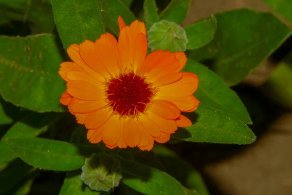 Schöne Gelbe Blume Garten — Stockfoto