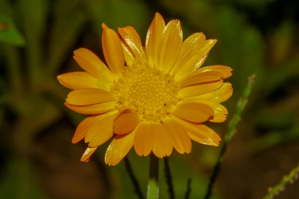 Schöne Gelbe Blume Garten — Stockfoto