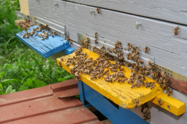 Бджоли Літають Всередину Вулика — стокове фото