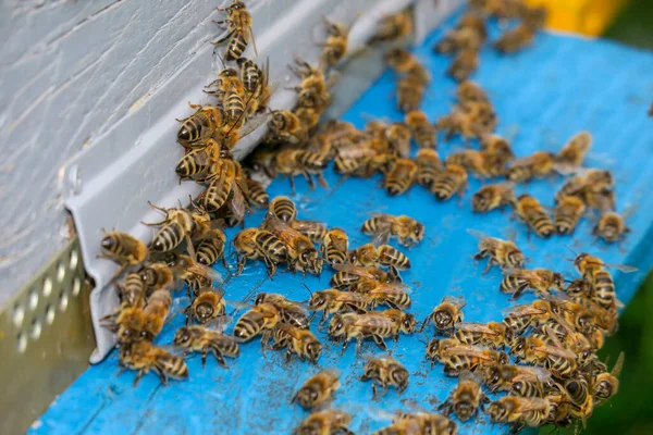 Бджоли Літають Всередину Вулика — стокове фото