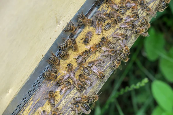 蜜蜂飞进飞出蜂窝 — 图库照片