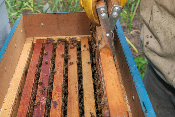 A beekeeper inspects hives and bees in the apiary
