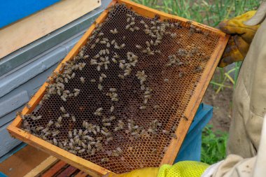 Bir arı yetiştiricisi arıdaki arı kovanlarını ve arıları kontrol eder.