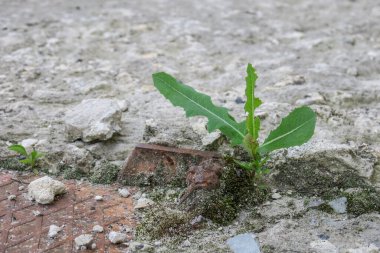 Yaz parkında güzel yeşil yapraklar