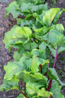 Yaz parkında güzel yeşil yapraklar