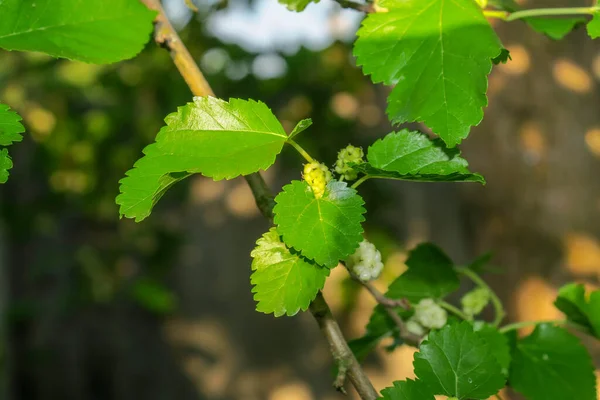 Όμορφα Πράσινα Φύλλα Στο Καλοκαιρινό Πάρκο — Φωτογραφία Αρχείου