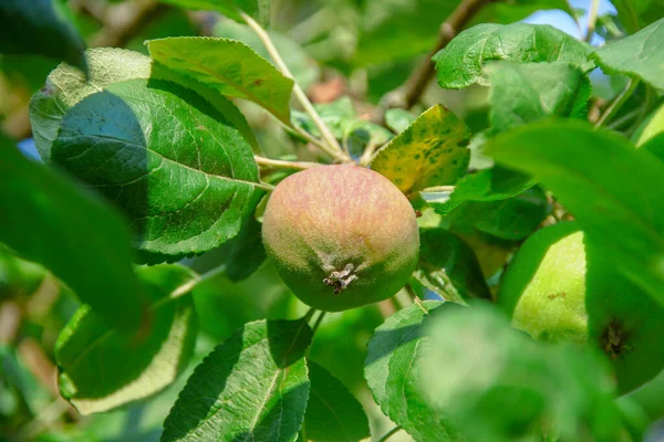 Little Green Apples Apple Tree — Stock Photo, Image