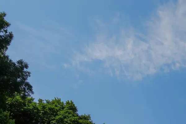 Zelené Listy Stromů Modrá Obloha — Stock fotografie