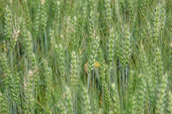 Pere Verdi Grano Grande Campo — Foto Stock