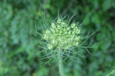 Yaz parkında güzel yeşil yapraklar