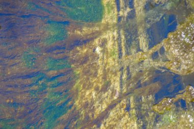 Hayvanat bahçesinde su ve algler