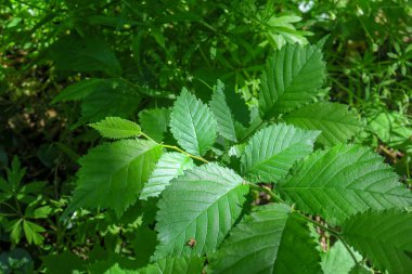 Yaz parkında güzel yeşil yapraklar