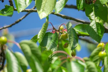 Yaz parkında güzel yeşil yapraklar