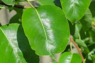 Yaz parkında güzel yeşil yapraklar