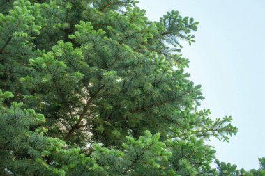 Yaz parkında güzel yeşil yapraklar