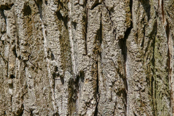 Crown Bark Trees Park — Stock Photo, Image