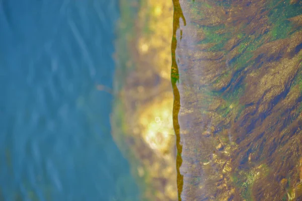 Agua Algas Zoológico — Foto de Stock