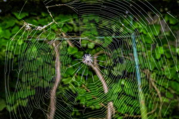 Αράχνη Υφαίνει Έναν Ιστό Στα Σταφύλια — Φωτογραφία Αρχείου